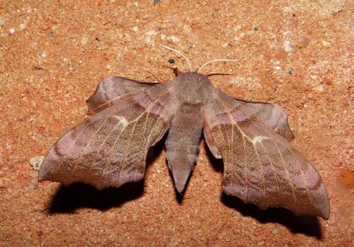 Laothoe populi